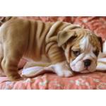  Adorable chiots Bulldog anglais