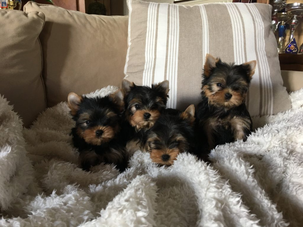 Chiots yorkshire