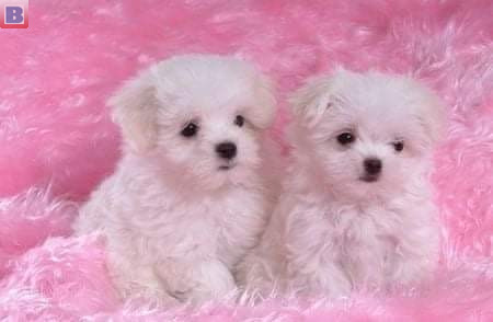 Chiots bichon maltais