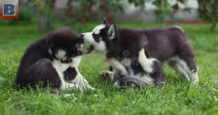 Magnifiques Chiots Husky Pour Famille