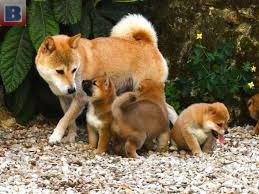 Adorables bébés shiba inu
