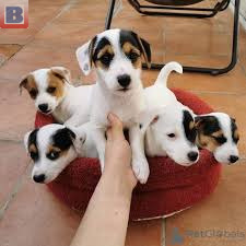 Magnifiques chiots jack russel