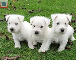 Adorables chiots westie